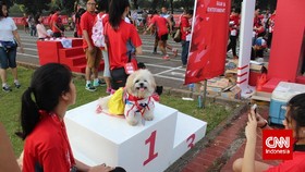Menonton Aksi Anjing-anjing Lucu dan Menggemaskan