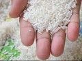 Beras Plastik Program Bansos Ditemukan di Cianjur