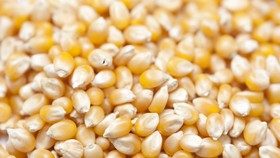 Mendag Soal Jagung: Kalau Stok 2,3 Juta Ada, Harga Tak Naik