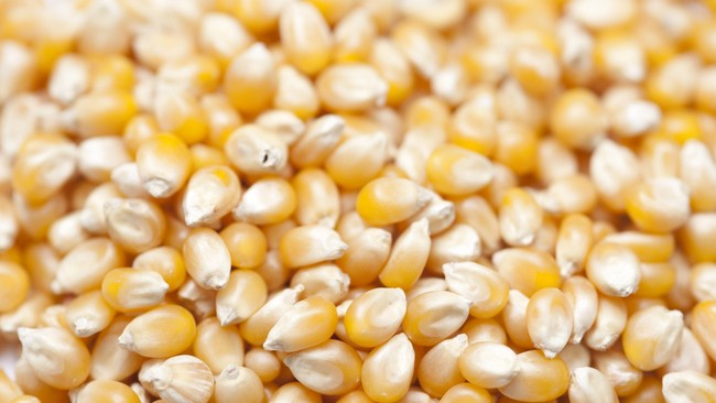Kemenko Perekonomian memperkirakan jagung pipilan kering mengalami defisit 265.349 dan 2.896 ton pada April dan Mei 2021 ini karena besarnya jumlah kebutuhan.