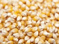Pemerintah Ramal Jagung Pipilan Kering Defisit pada April-Mei