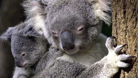 Koala, Hewan Khas Australia yang Nyaman Dipeluk