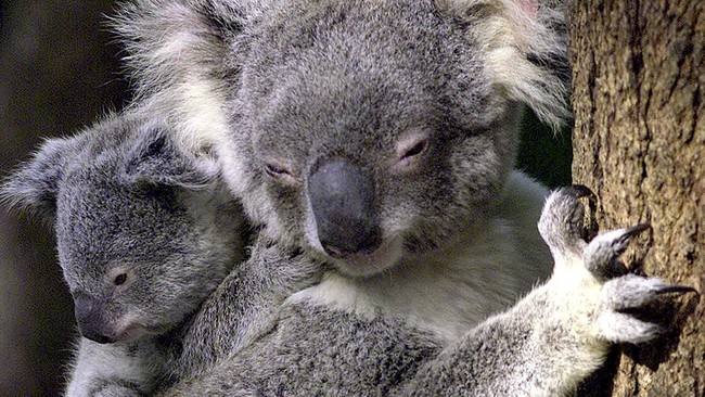 Populasi koala di Tanjung Otway membengkak hingga 1.000 ekor. Overpopulasi ini dikhawatirkan merusak ekosistem tempat tinggal binatang ini.