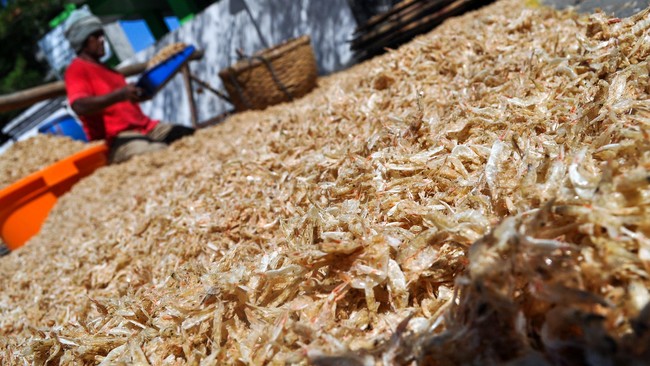 Ini mengingat Kabupaten yang terletak di Sulawesi Barat itu memiliki potensi lahan mencapai 13 ribu Ha yang ideal dijadikan area budidaya udang.
