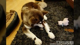 Seekor Anjing Dipakaikan Jam Apple Seharga Rp 523 Juta