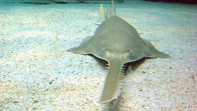 Ilmuwan dari Florida telah mendokumentasikan lahirnya ikan gergaji tanpa perkawinan&nbsp;atau melalui metode parthenogenesis.