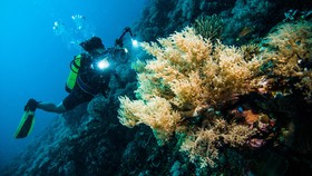 Pemerintah Kaji Pusat Terumbu Karang Kepulauan Seribu