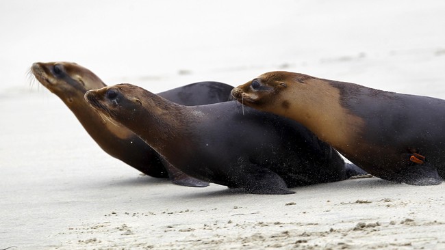 Seorang pendayung di Selandia Baru ditampar oleh seekor anjing laut dengan gurita saat sedang asyik mengayuh kayaknya di tengah laut.