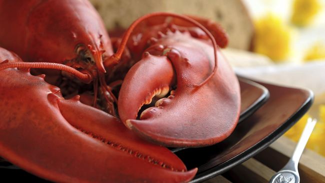 Sebuah restoran di Florida, hendak mengakhiri hidup satu ekor lobster berusia 110 tahun dengan berat 15 pon atau sekitar 6,8 kilogram.