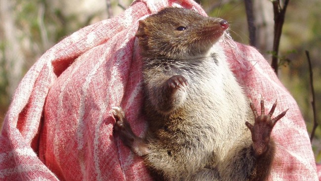 Sekelompok marsupial di Australia diketahui melakukan perilaku kawin yang aneh. Mereka ‘pesta’ seks sampai si pejantan mati.