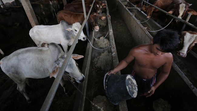 Kementan akan merelaksasi berat maksimal sapi bakalan yang diimpor, agar harganya dapat lebih murah ketimbang harga saat ini.