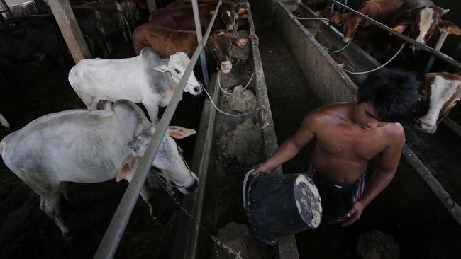 Impor 1 Juta Sapi Masuk Paket Kebijakan Ekonomi Jilid IX Pemerintah menghitung terdapat kekurangan pasokan daging sapi 235,16 ribu ton atau 1,4 juta ekor yang harus dipenuhi melalui impor.