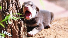 Anak Anjing Mati Diduga Disiksa di Depan Tempat Ibadah di Natuna Kepri