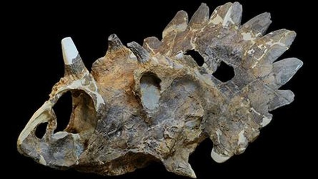 Ada temuan fosil dinosaurus bertanduk di wilayah Alberta, Kanada yang baru diumumkan pada Rabu (8/7) kemarin.