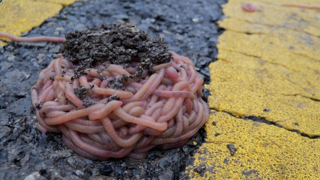 Di Texas juga ditemukan cacing-cacing yang bermunculan dari tanah. Anehnya, mereka seperti ‘berbaris’ di garis tengah jalan tol.