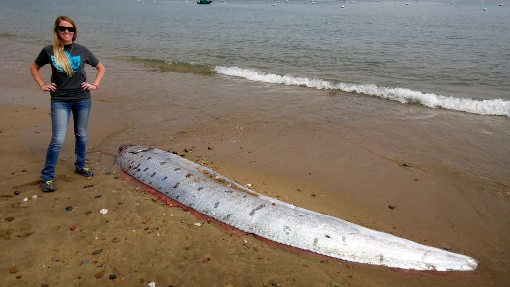 Ikan Kiamat' Oarfish Kembali Terdampar di California, Pertanda Apa?
