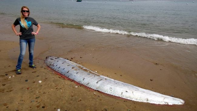 Nihil Bukti Pertanda Bencana, Cek Fakta-fakta Ikan Raksasa Oarfish