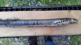 Catat Rekor, Ratusan Belut Kumpul di Laut Dalam Hawaii