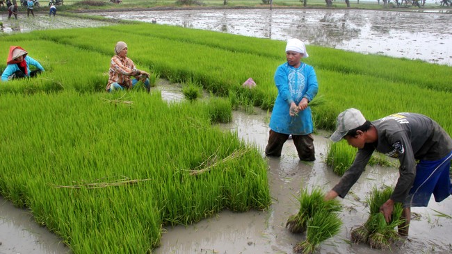 Kemendagri menyentil program bagi-bagi benih padi dan jagung gratis 2 juta hektare yang dilakukan Kementan. Sentilan terkait kualitas benih.