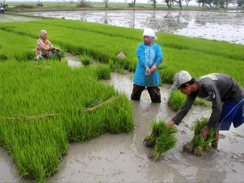 Sejumlah petani mencabut benih padi untuk ditanam dan disebar di sawah di Kampung Tanggul, Kasemen, Serang, Banten, Senin (8/6). Petani menyambut baik tekad pemerintah untuk mengejar swasembada beras serta menutup kran impor karena harga jual gabah a