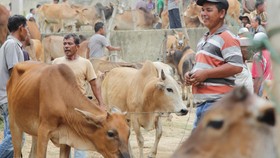 Petani Tuding Penyakit Mulut dan Kuku Merebak Akibat Impor Daging Sapi
