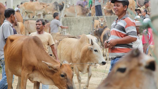 Farmers Accuse Mouth and Nail Diseases Due to Beef Imports