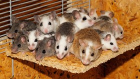 Kebakaran Australia Bunuh Tikus Langka dari Jarak Jauh