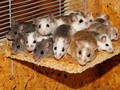 Kebakaran Australia Bunuh Tikus Langka dari Jarak Jauh