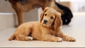 Anak Anjing Jadi Sumber Wabah Penyakit di AS