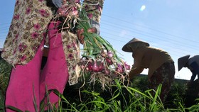 10 dari 22 Komoditas Pangan Alami Penurunan Harga Bulan Ini