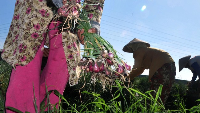 Dengan harga jual tidak menentu, petani merugi karena biaya produksi yang ditanggung untuk menanam bawang jauh melampaui pendapatan dari hasil panen.