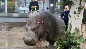 Hewan Liar Berkeliaran, 12 Orang Tewas Akibat Banjir