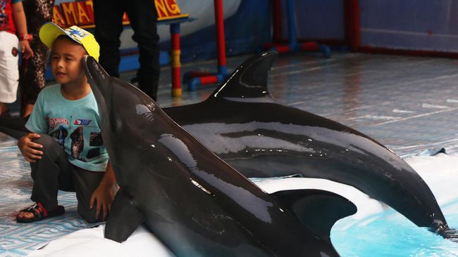 Berenang bersama lumba-lumba menimbulkan efek relaksasi dan dapat membantu mengurangi hambatan autisme.