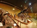 Kata Ahli Soal Hidupkan Kembali Dinosaurus Lewat DNA