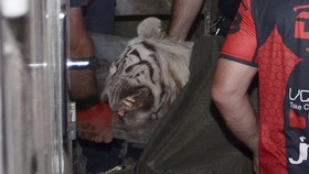 Lepas dari Kebun Binatang Saat Banjir, Harimau Dibunuh