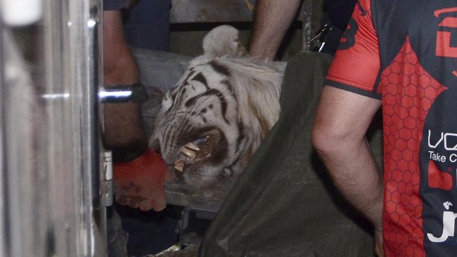 Harimau malang itu lepas dari kebun binatang saat banjir melanda Tbilisi. Ia dibunuh setelah menyerang dan menewaskan seorang pria.