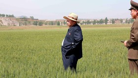 Kekeringan, Warga Korut Terancam Makan Rumput Lagi