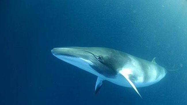 Sekelompok wisatawan menyaksikan kapal berburu Islandia menyeret bangkai paus tepat di depan mereka.