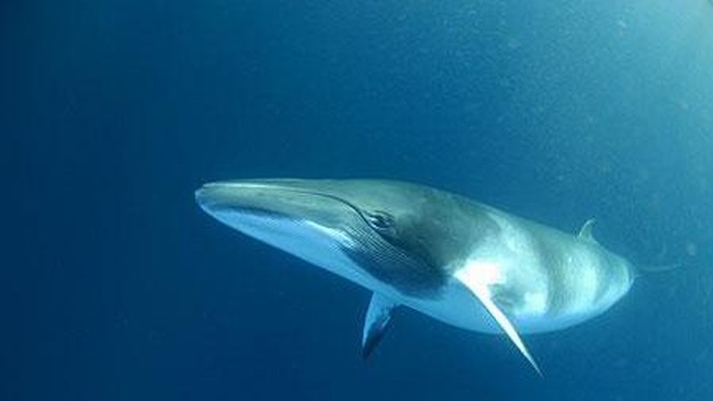 Paus sirip, mamalia terbesar kedua setelah paus biru bisa tumbuh hingga 21 meter dengan berat 45 ton, dan berstatus terancam punah.