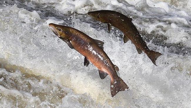 Sekitar 175 ribu ikan salmon mati mendadak dan tak disengaja saat sedang dilakukan pembasmian kutu laut dan juga penyakit ikan.
