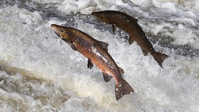 Salmon Penuh Gizi Bisa Dibeli Seharga Rp314 Ribu