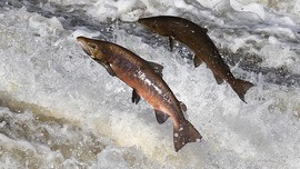 Ahli Ungkap Faktor Ikan Salmon di Alaska Semakin Mengecil