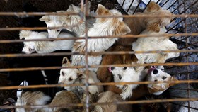Ribuan Anjing dan Kucing Disantap di Festival Kota Yulin