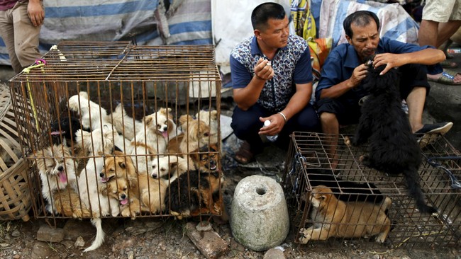 Data sementara, ada 104 lapo tuak ada di Jakarta, paling banyak di Jakarta Utara dan Jakarta Timur, yang menyediakan daging anjing untuk dikonsumsi.