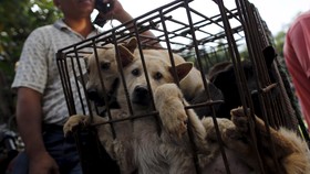 Ahok Bantah Legalkan Peredaran Daging Anjing