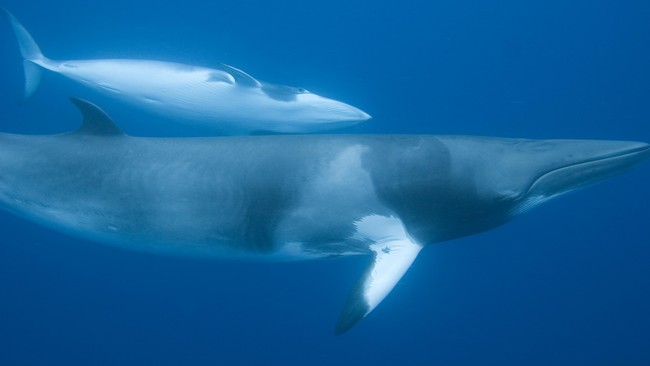 Jepang akan melanjutkan perburuan ikan paus minke tahun ini di perairan Laut Selatan, Antartika, meskipun Komisi Penangkapan Ikan Paus Internasional tak setuju.