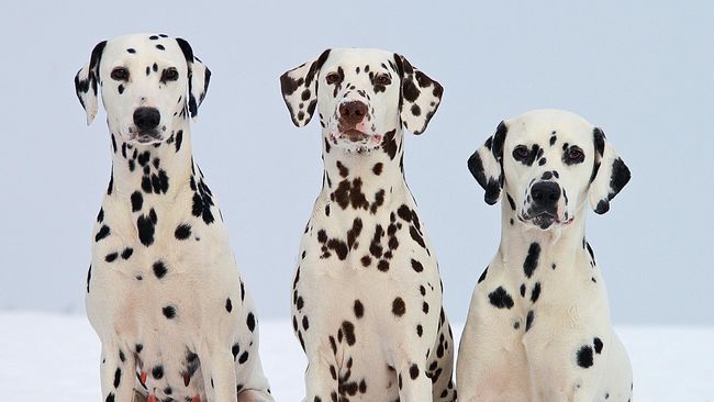 7 Hotel Ramah Anjing di Asia Bagi yang ingin berlibur bersama anjing peliharaan, berikut deretan hotel yang ramah anjing yang bisa diinapi.