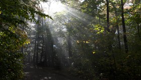 Hutan 'Paru-paru Kedua Dunia' Masuk Daftar Warisan UNESCO