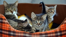 Pencinta Hewan Tewas Saat Selamatkan Kucing dari Kebakaran