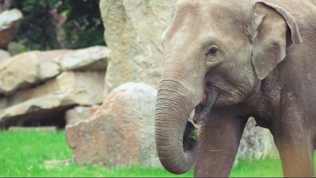Kemenhut Resmi Larang Atraksi Gajah Tunggang di Seluruh Indonesia